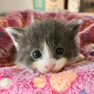 ぬいぐるみみたいなモフモフだんごｸﾝ