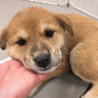 かわいい子犬　たんたんちゃん　1ヶ月半