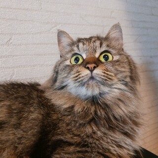 モコモコ長毛！人慣れバツグン！不妊手術済