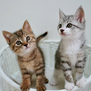 兄妹仲良く新たなご家族ができました♪