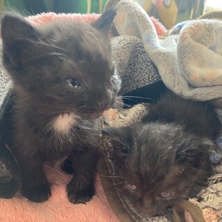 女の子の黒猫2匹