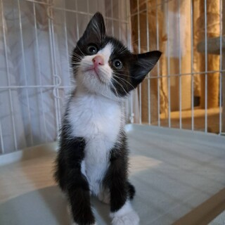 白黒はちわれちゃん６週離乳子猫