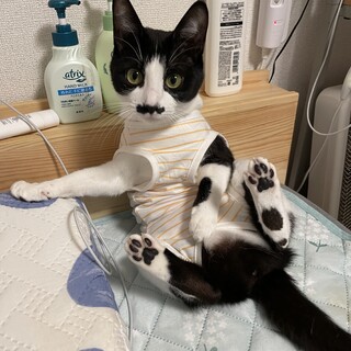 ちょびひげのハチワレ里親募集中