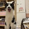 ちょびひげのハチワレ里親募集中 サムネイル3