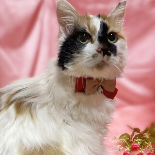 スリゴロべったり甘えん坊！長毛三毛『ミィちゃん』