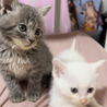 人懐っこくて元気なグレーの子猫ちゃん① サムネイル2
