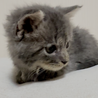 人懐っこくて元気なグレーの子猫ちゃん① サムネイル3