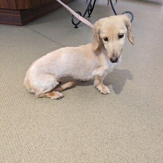 ハイクちゃんです