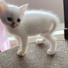 人懐っこく元気な白い子猫ちゃん② サムネイル5