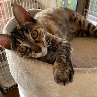 あさりちゃん、ずっとのおうち募集中！