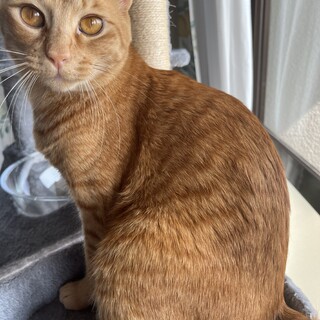 1歳半茶トラ????甘えん坊の男の子