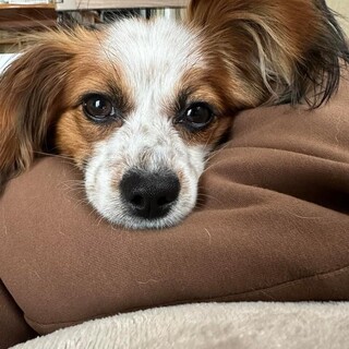 9ヶ月のパピヨン　ミコちゃん　里親様募集☆