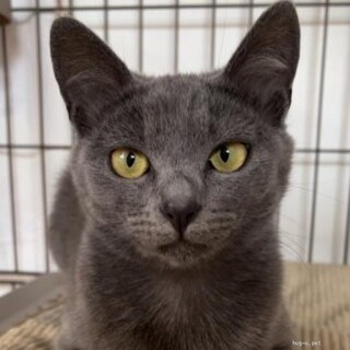 美人猫くうちゃん