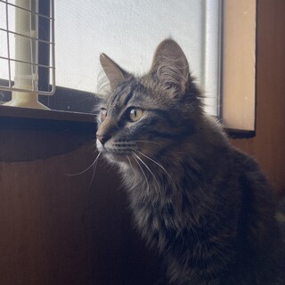 多頭飼育崩壊レスキュー　おこげ　オス　1歳