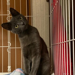 イケメン ギブくん