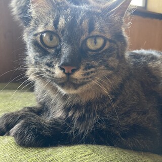 多頭飼育崩壊レスキュー　おもち　1歳　メス　長毛