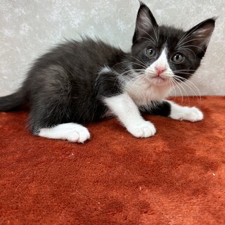 仲良しハチワレ3兄弟！いつでも元気一杯❤風