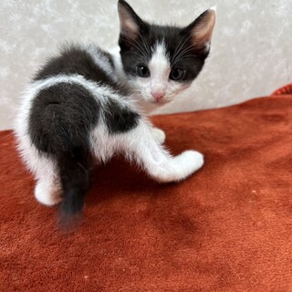 仲良しハチワレ3兄弟！いつも陽気な甘えっ子❤雷