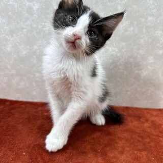 仲良しハチワレ3兄弟！お手手繋いで譲渡会❤竜