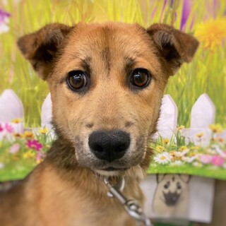 【相談中】人馴れ進行中！　アッサムくん　4ヶ月