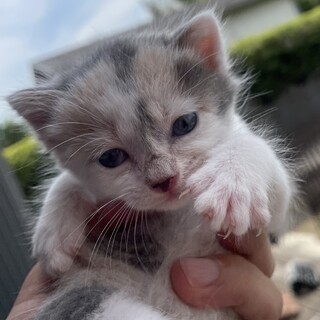 生後３週間♡三毛猫三姉妹①