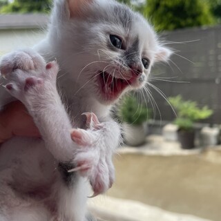 生後３週間♡三毛猫三姉妹②