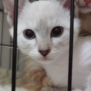 怖がりだけどヤンチャな女の子