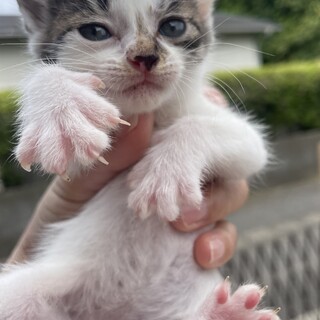 生後３週間♡三毛猫３姉妹③