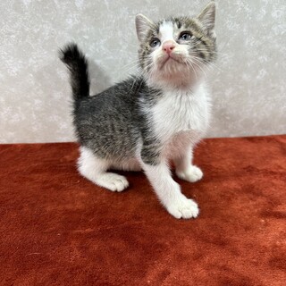 兄弟で譲渡会に参加できて幸せです❤弟の右吉です