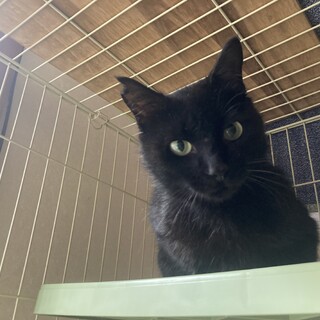 【里親さん決定】怖がりさんだけど、優しいおこげくん