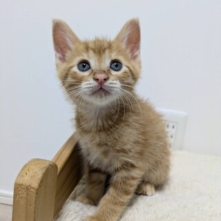 茶トラ　男の子　はまち君