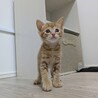茶トラ　男の子　はまち君 サムネイル2