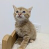 茶トラ　男の子　はまち君 サムネイル3