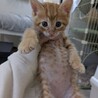 茶トラ　男の子　はまち君 サムネイル5
