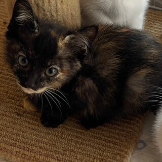 甘えん坊な４姉妹♡あんずちゃん