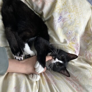 甘えん坊の男の子です