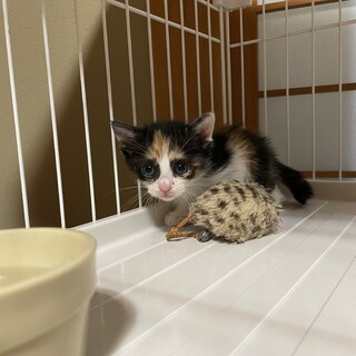 パンダ目が可愛いちびっ子三毛ちゃん❤️