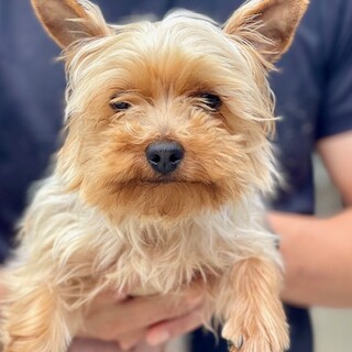 24-W78　小ぶりなヨーキー女子！！