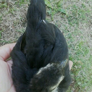 真黒チャボひよこ　里親様募集