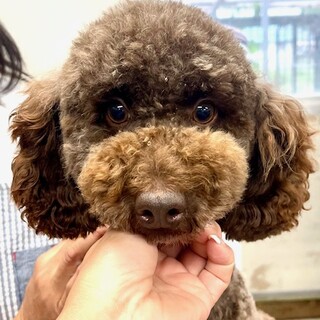 23-M344　ミディアムサイズ！ブラウンプー