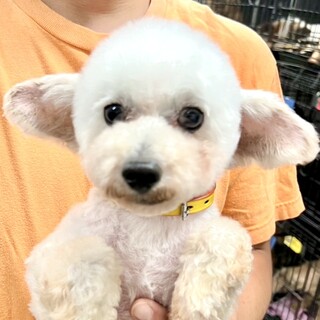 24-M81　真っ白マルプー！！