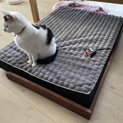 「まつりさん、布団式ベッドをリメイク Vol.1/3」サムネイル2