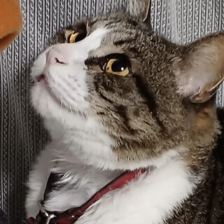 のんびりハチワレ『フク』くんです。