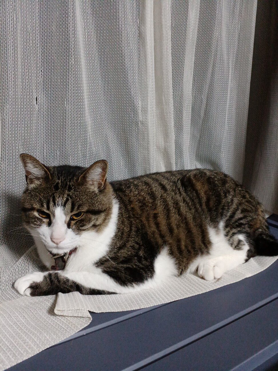 のんびりハチワレ『フク』くんです。 サムネイル2