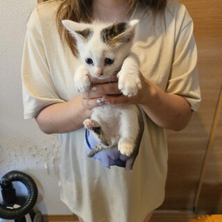 生後1ヶ月弱の子猫♂