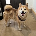 柴犬里親のお願い