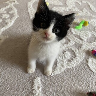 性格も可愛いハチワレくん