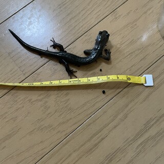 エゾサンショウウオ成体の里親募集