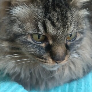 ララちゃん家族ができました！