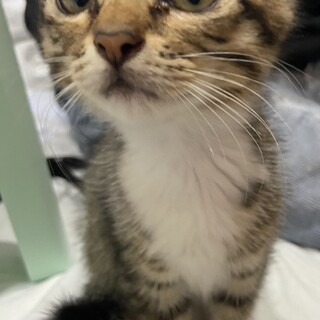 保護猫⭐︎女の子